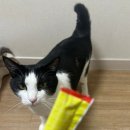 (주) 팻맨 이미지