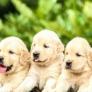 멍멍아 야옹해봐 이미지