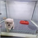 청주강아지분양 애견입양 애견미용 바른펫 | 청주 강아지분양 바른펫에서 만난 특별한 반려견과의 행복한 순간들