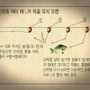 벵에돔(파로리)VS긴꼬리벵에돔(블루피쉬 ,블랙드러머) 이미지