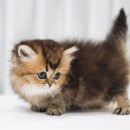 인천고양이분양 도레미캣 이미지