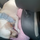 도그야 놀자 이미지