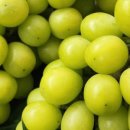 영재농장 이미지