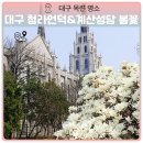 세븐일레븐대구청라서한점 | 대구 청라언덕 제일교회 주차장 목련 명소와 계산성당 벚꽃 코스