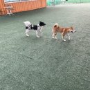 애견운동공원 이미지