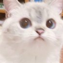 플레타짐 이미지