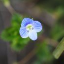 하용제 | [산청 정당매]명 다한 640살 고매 발치에 앙증맞게 핀 손자꽃