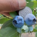 금일농장 이미지