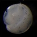 CW-0800-01 이미지