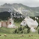 더 퍼피즈 블루오션 이미지