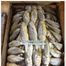 11월 25일(화) 목포수협위판장 판매생선 [횟감용 자연산 광어, 갑오징어, 농어, 달돔, 갈치,아나고장어, 참조기, 잡어, 건조 삼치] 이미지