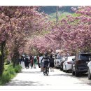 4/16 서산 문수사,상왕산(309m), 개심사 트레킹안내 이미지