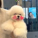 톰퍼피 강아지분양 이미지