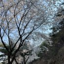 황지교