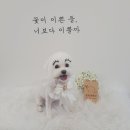 땡자네 묭실 이미지