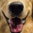 개팔상팔 이미지