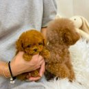 디바인퍼피 이미지