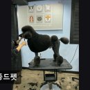 메종 드 펫 | {부천, 강아지, 고양이, 애견미용, 추천!) 메종드펫 부천 애견미용, 스트레스 없는 케어