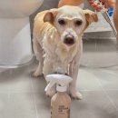 견묘당 | 강아지 샴푸 추천 세수 얼굴 씻기기 발닦기 좋은 견묘당 애견샴푸 목욕 후기