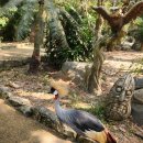 기린01 | 겨울 푸꾸옥 여행 5일차 - 빈펄사파리 시간 가격 주트램 기린, 풀만 푸꾸옥 비치리조트