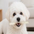 yes덴탈 쇼핑하우