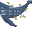 대어 이미지