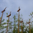 진또배기 이미지