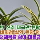 명품풍란! 신라 태극관 천왕금 당금 대성해 비의청 설악 원창 천호 관악 설인금 천혜복륜 황야 태을금 해모수 &amp; 난자재 영양제 살충제 이미지