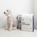몽트앙