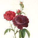 보테니컬아트(색연필그림) 이미지