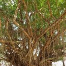 반얀나무(Banyan Tree) 그늘 아래에서 이미지