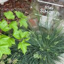 스테이시호일 이미지