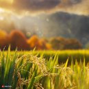 부여군농업기술센터 | AI를 활용한 라이브커머스 손쉽게 하기 특강 후기: 부여군농업기술센터에서의 경험