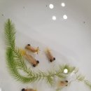 금어농장 | [전시] 2019 제5회 한국 관상어 산업 박람회 - 금어 관련 부스 및 봉달 후기