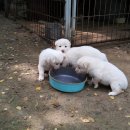 자룡농장 이미지