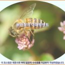 카메론 하일렌즈 브린창의 아파트먼트 여행 추천 후기