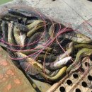 새봉낚시터 이미지