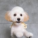 오룡애견미용 이미지