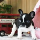 도그스퀘어 이미지