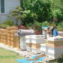 ★ 2012년 아까시아꿀 잡화꿀 판매합니다.밤꿀 예약받습니다. 벌통속에서 꿀벌이 오랫동안 숙성시킨 익은꿀입니다. 이미지