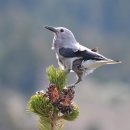 통나무숲속마을 이미지