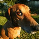 강아지 와요와요 이미지