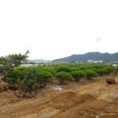 보림조경 이미지