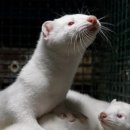 프레비스 이미지