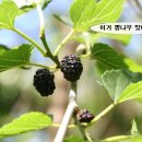 안국지 이미지