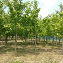 고사농장 이미지