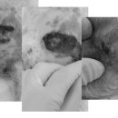 24시프라임동물병원 이미지