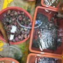 죽변시장 이미지