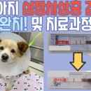 센트럴 동물메디컬센터 네이버블로그