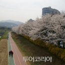 논현로28길(벚꽃길) 이미지